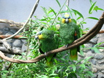 orange-winged amazon (Amazona amazonica)