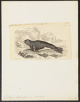 Mediterranean monk seal (Monachus monachus)