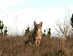 coyote (Canis latrans)