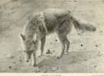 coyote (Canis latrans)