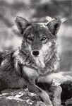 coyote (Canis latrans)