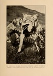 coyote (Canis latrans)