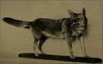 coyote (Canis latrans)