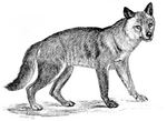 coyote (Canis latrans)