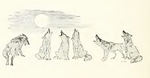 coyote (Canis latrans)