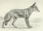 coyote (Canis latrans)