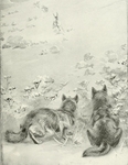 coyote (Canis latrans)