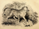 coyote (Canis latrans)