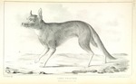 coyote (Canis latrans)