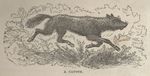 coyote (Canis latrans)