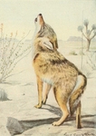 Mearns' coyote (Canis latrans mearnsi)