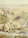 plains coyote (Canis latrans latrans)
