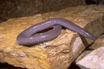 Mexican burrowing caecilian (Dermophis mexicanus)