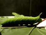 lime hawk-moth (Mimas tiliae)