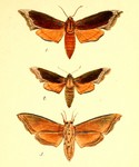 lime hawk-moth (Mimas tiliae)
