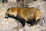 raccoon dog (Nyctereutes procyonoides)