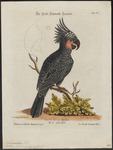 palm cockatoo (Probosciger aterrimus)