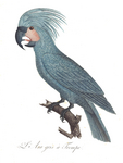 palm cockatoo (Probosciger aterrimus)