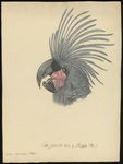 palm cockatoo (Probosciger aterrimus)