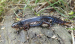 alpine newt (Ichthyosaura alpestris)