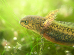 alpine newt (Ichthyosaura alpestris)