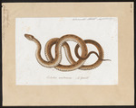 smooth snake (Coronella austriaca)