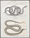 smooth snake (Coronella austriaca)