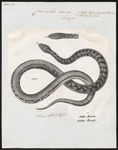 smooth snake (Coronella austriaca)