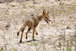 pampas fox, Azara's zorro (Lycalopex gymnocercus)