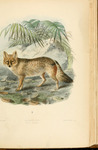 pampas fox, Azara's zorro (Lycalopex gymnocercus)