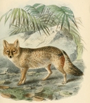 pampas fox, Azara's zorro (Lycalopex gymnocercus)