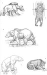 sloth bear (Melursus ursinus), sun bear (Helarctos malayanus), grizzly bear (Ursus arctos horrib...