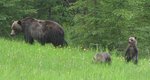 grizzly bear, North American brown bear (Ursus arctos horribilis)