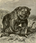 grizzly bear, North American brown bear (Ursus arctos horribilis)