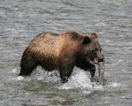 grizzly bear, North American brown bear (Ursus arctos horribilis)