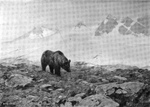 grizzly bear, North American brown bear (Ursus arctos horribilis)