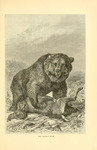 grizzly bear, North American brown bear (Ursus arctos horribilis)