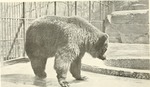 Kodiak bear (Ursus arctos middendorffi)