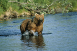 Kodiak bear (Ursus arctos middendorffi)