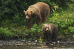 Kodiak bear (Ursus arctos middendorffi)