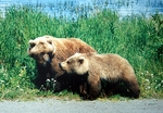 brown bear (Ursus arctos)