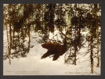 brown bear (Ursus arctos)