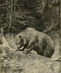 brown bear (Ursus arctos)