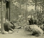 brown bear (Ursus arctos)