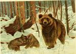 brown bear (Ursus arctos)