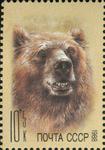 brown bear (Ursus arctos)