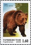 brown bear (Ursus arctos)