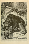 brown bear (Ursus arctos)