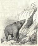 brown bear (Ursus arctos)