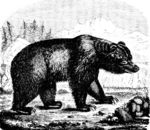 brown bear (Ursus arctos)